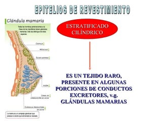 ESTRATIFICADOESTRATIFICADO
CILÍNDRICOCILÍNDRICO
ES UN TEJIDO RARO,ES UN TEJIDO RARO,
PRESENTE EN ALGUNASPRESENTE EN ALGUNAS
PORCIONES DE CONDUCTOSPORCIONES DE CONDUCTOS
EXCRETORES, v.g.EXCRETORES, v.g.
GLÁNDULAS MAMARIASGLÁNDULAS MAMARIAS
 
