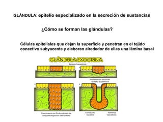 GLÁNDULA: epitelio especializado en la secreción de sustancias
¿Cómo se forman las glándulas?
Células epiteliales que dejan la superficie y penetran en el tejido
conectivo subyacente y elaboran alrededor de ellas una lámina basal
PRODUCTOS DE SECRECIÓN
 