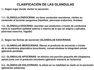 CLASIFICACIÓN DE LAS GLÁNDULAS
1.- Según lugar donde vierten la secreción
1.1.- GLÁNDULA ENDOCRINA: no tiene conductos secretores, vierten su
contenido al torrente sanguíneo (hipófisis, páncreas endocrino, tiroides)
1.2.- GLÁNDULA EXOCRINA: secretan sus productos a través de conductos
hacia la superficie epitelial externa o interna de la que se origina ( salivales,
páncreas exocrino, hígado)
2.- Según las formas de secreción (GLANDULAS EXOCRINAS)
2.1.- GLÁNDULAS MEROCRINAS: liberan el producto de secreción a través
de la membrana plasmática (exocitosis), conservándose la integridad celular
(glándula parótida)
2.2.- GLÁNDULAS APOCRINAS: se elimina una porción pequeña del citoplasma
apical junto con el producto secretorio (glándula mamaria en lactancia)
2.3.- GLÁNDULAS HOLOCRINAS: la célula en su totalidad se vierte en la secreción
(glándulas sebáceas)
 