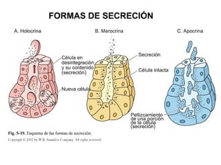 FORMAS DE SECRECIÓN
 