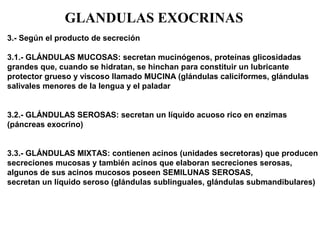 3.- Según el producto de secreción
3.1.- GLÁNDULAS MUCOSAS: secretan mucinógenos, proteínas glicosidadas
grandes que, cuando se hidratan, se hinchan para constituir un lubricante
protector grueso y viscoso llamado MUCINA (glándulas caliciformes, glándulas
salivales menores de la lengua y el paladar
3.2.- GLÁNDULAS SEROSAS: secretan un líquido acuoso rico en enzimas
(páncreas exocrino)
3.3.- GLÁNDULAS MIXTAS: contienen acinos (unidades secretoras) que producen
secreciones mucosas y también acinos que elaboran secreciones serosas,
algunos de sus acinos mucosos poseen SEMILUNAS SEROSAS,
secretan un líquido seroso (glándulas sublinguales, glándulas submandibulares)
GLANDULAS EXOCRINAS
 