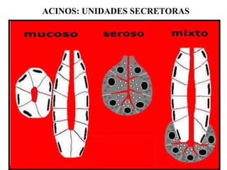 ACINOS: UNIDADES SECRETORAS
 