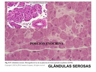 GLÁNDULAS SEROSAS
PORCION EXOCRINA
 