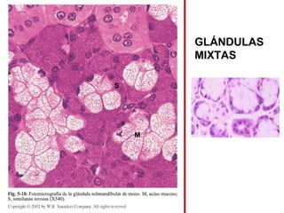 GLÁNDULAS
MIXTAS
M
S
 