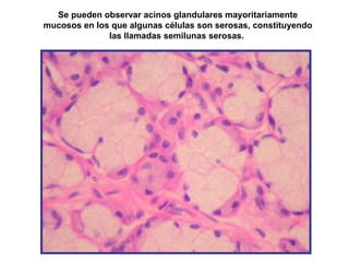 Se pueden observar acinos glandulares mayoritariamente
mucosos en los que algunas células son serosas, constituyendo
las llamadas semilunas serosas.
 