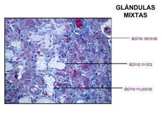 GLÁNDULAS
MIXTAS
 