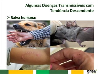 Algumas Doenças Transmissíveis com
Tendência Descendente
⮚Raiva humana:
– Doença infecciosa aguda, de etiologia viral, transmitida
por mamíferos, que apresenta dois ciclos principais de
transmissão: urbano e silvestre.
– Apresenta letalidade de 100% e é passível eliminação
no ciclo urbano por meio de medidas eficientes de
prevenção tanto em relação ao homem quanto à fonte
de infecção, cão e gato por exemplo.
– No Brasil, o morcego hematófago é o principal
responsável pela manutenção da cadeia silvestre.
 