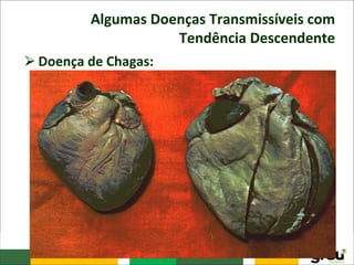 Algumas Doenças Transmissíveis com
Tendência Descendente
⮚Doença de Chagas:
– Transmitida, principalmente por um inseto que se
alimentam de sangue (hematófago), o barbeiros,
apresentava uma elevada incidência no Brasil no fim
da década de 70, em cerca de 100 mil casos novos por
ano.
– Atualmente, devido à estratégia de monitoramento
para identificação do vetor e as ações de combate com
inseticidas específicos, melhorias habitacionais
realizadas nas áreas endêmicas, há um controle sobre
a doença com uma prevalência de média geral de
0,13% de acordo com pesquisas realizadas.
 