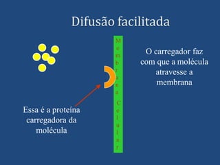 Difusão facilitada
Essa é a proteína
carregadora da
molécula
O carregador faz
com que a molécula
atravesse a
membrana
M
e
m
b
r
a
n
a
C
e
l
u
l
a
r
 