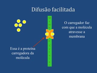M
e
m
b
r
a
n
a
C
e
l
u
l
a
r
Difusão facilitada
Essa é a proteína
carregadora da
molécula
O carregador faz
com que a molécula
atravesse a
membrana
 