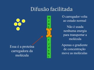M
e
m
b
r
a
n
a
C
el
u
la
r
Difusão facilitada
Essa é a proteína
carregadora da
molécula
O carregador volta
ao estado normal
Não é usada
nenhuma energia
para transportar a
molécula
Apenas o gradiente
de concentração
move as moléculas
 
