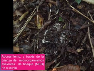Abonamiento, a través de la
crianza de microorgamismos
eficientes de bosque (MEB)
en el suelo
 