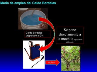 Se pone
directamente a
la mochila agregar un
adherente
Caldo Bordales
preparado al 2%
Aplicar
 