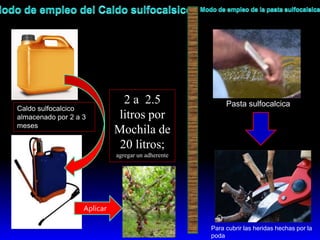 2 a 2.5
litros por
Mochila de
20 litros;
agregar un adherente
Pasta sulfocalcica
Para cubrir las heridas hechas por la
poda
Caldo sulfocalcico
almacenado por 2 a 3
meses
Aplicar
 