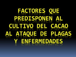FACTORES QUE
PREDISPONEN AL
CULTIVO DEL CACAO
AL ATAQUE DE PLAGAS
Y ENFERMEDADES
 