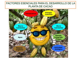 Macro
nutrientes
Agua
Temperatura
Micro
nutrientes
Actividad
biológica
Energía
lumínica
Manejo
Integrado
Plagas
Materia
orgánica
FACTORES ESENCIALES PARA EL DESARROLLO DE LA
PLANTA DE CACAO
 