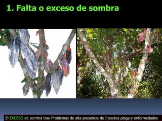 1. Falta o exceso de sombra
El EXCESO de sombra trae Problemas de alta presencia de Insectos plaga y enfermedades
 