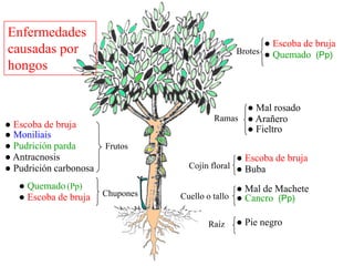 ● Pie negro
● Cancro (Pp)
● Mal de Machete
● Escoba de bruja
● Moniliais
● Pudrición parda
● Antracnosis
● Pudrición carbonosa
● Escoba de bruja
● Buba
● Escoba de bruja
● Quemado(Pp)
● Arañero
● Mal rosado
● Fieltro
● Escoba de bruja
● Quemado (Pp)Brotes
Ramas
Cojín floral
Cuello o tallo
Raíz
Frutos
Chupones
Enfermedades
causadas por
hongos
 