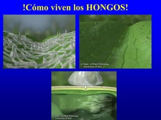 !Cómo viven los HONGOS!
 