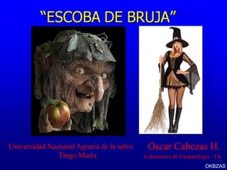 “ESCOBA DE BRUJA”
OKBZAS
Universidad Nacional Agraria de la selva
Tingo María
Oscar Cabezas H.
Laboratorio de Fitopatología - FA
 