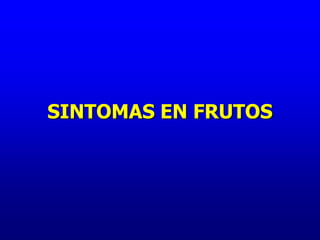 SINTOMAS EN FRUTOS
 