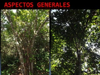 ASPECTOS GENERALES
 