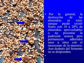 • Por lo general, la
destrucción de las
almendras es total,
aunque puede existir
frutos con 10 a 20% de
almendras aprovechables
o no presentar la
pudrición acuosa pero
permanecen adheridos
unos a otros con el
mesocarpo de la mazorca.
Aun después del fermento
no se desprenden.
•
 