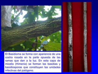 El Basidioma se forma con apariencia de una
costra rosada en la parte opuesta de las
ramas que dan a la luz. En esta capa de
micelio (Himenio) se forman las basidias y
basidiosporas que constituyen las unidades
infectivas del patógeno.
 