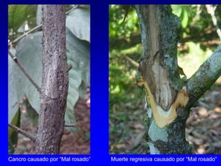 Cancro causado por “Mal rosado” Muerte regresiva causado por “Mal rosado”
 