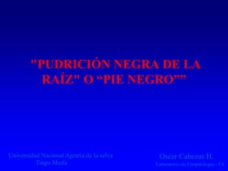 "PUDRICIÓN NEGRA DE LA
RAÍZ" O “PIE NEGRO””
Universidad Nacional Agraria de la selva
Tingo María
Oscar Cabezas H.
Laboratorio de Fitopatología - FA
 