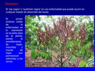 Síntomas:
El “pie negro” o “pudrición negra” es una enfermedad que puede ocurrir en
cualquier estado de desarrollo del cacao.
El primer
síntoma visible
de la
enfermedad es
la expresada
en la parte área
de la planta,
siendo el
amarillamiento
de hojas,
marchitez y
muerte de
hojas que
permanecen
adheridas a las
ramas.
 