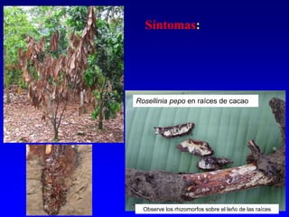 Síntomas:
Rosellinia pepo en raíces de cacao
Observe los rhizomorfos sobre el leño de las raíces
 
