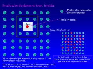 Zanza (30x30x50 cm)
Erradicación de plantas en focos iniciales
Planta infectada
CAL
Plantas a las cuales debe
aplicarse fungicidas
La distribución de la enfermedad es
generalmente en forma radial a este nivel la
práctica de las zanjas es inaplicable
Se ha reportado que Rosellinia es muy sensible a los
benzimidazoles y tiofanatos.
El uso de Trichoderma harziamun es un buen agente de control
pero debe ser integrado con las otras medidas de control.
 