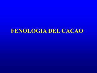 FENOLOGIA DEL CACAO
 