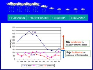 > FLORACION > FRUCTIFICACION > COSECHA DESCANZA?
0
50
100
150
200
250
300
350
400
450
500
Oct Nov Dic Ene Feb Mar Abr May Jun Jul Ago Set
Lluvia(mm)
L.Prado J. Guerra Bellavista
Alta Incidencia de
plagas y enfermedades
Baja Incidencia de
plagas y enfermedades
T.M
S.M
 