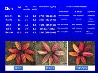Clon IM N°
semillas
Peso
semilla
Rendimiento (Kg/ha) Reacción a enfermedades
Moniliasis E.Bruja P. parda
CCN-51 16 44 1.4 2760 (937-2812) Mod. susceptible Mod. Resistente Susceptible
ICS-95 22 35 1.3 1867 (682-2645) Resistente Tolerante Mod.
Resistente
ICS-1 23 44 1.3 1501 (625-1956) Mod. susceptible Mod. Resistente Susceptible
ICS-6 16 39 1.6 806 (937-2812) Mod. susceptible Mod. Resistente Susceptible
TSH-595 15.5 46 1.4 2547 (968-2903) Mod. susceptible Tolerante Mod.
Resistente
 
