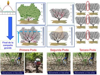 Primera Poda Segunda Poda Tercera Poda
Final de la
campaña
grande
Abonamiento un mes antes Abonamiento un mes antes Abonamiento un mes antes
 