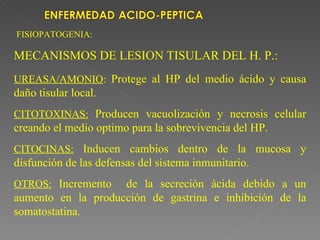 FISIOPATOGENIA:

MECANISMOS DE LESION TISULAR DEL H. P.:
UREASA/AMONIO: Protege al HP del medio ácido y causa
daño tisular local.
CITOTOXINAS: Producen vacuolización y necrosis celular
creando el medio optimo para la sobrevivencia del HP.
CITOCINAS: Inducen cambios dentro de la mucosa y
disfunción de las defensas del sistema inmunitario.
OTROS: Incremento   de la secreción ácida debido a un
aumento en la producción de gastrina e inhibición de la
somatostatina.
 