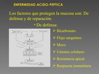 Los factores que protegen la mucosa son: De
defensa y de reparación.
              • De defensa:
                        Bicarbonato
                        Flujo sanguíneo
                        Moco
                        Uniones celulares
                        Resistencia apical
                        Respuesta inmunitaria
 