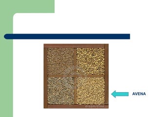 AVENA
 