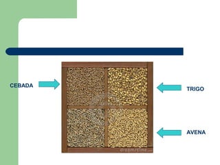 AVENA
TRIGO
CEBADA
 