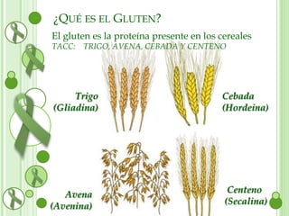 ¿QUÉ ES EL GLUTEN? 
El gluten es la proteína presente en los cereales 
TACC: TRIGO, AVENA, CEBADA Y CENTENO 
Cebada 
(Hordeina) 
Centeno 
(Secalina) 
Trigo 
(Gliadina) 
Avena 
(Avenina) 
 