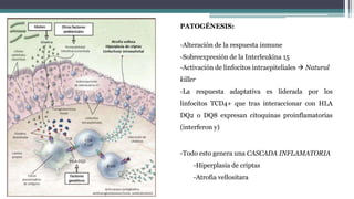 PATOGÉNESIS:
-Alteración de la respuesta inmune
-Sobreexpresión de la Interleukina 15
-Activación de linfocitos intraepiteliales  Natural
killer
-La respuesta adaptativa es liderada por los
linfocitos TCD4+ que tras interaccionar con HLA
DQ2 o DQ8 expresan citoquinas proinflamatorias
(interferon y)
-Todo esto genera una CASCADA INFLAMATORIA
-Hiperplasia de criptas
-Atrofia vellositara
 