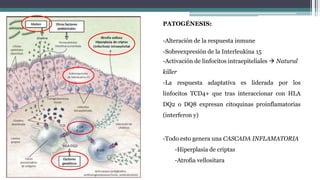 PATOGÉNESIS:
-Alteración de la respuesta inmune
-Sobreexpresión de la Interleukina 15
-Activación de linfocitos intraepiteliales  Natural
killer
-La respuesta adaptativa es liderada por los
linfocitos TCD4+ que tras interaccionar con HLA
DQ2 o DQ8 expresan citoquinas proinflamatorias
(interferon y)
-Todo esto genera una CASCADA INFLAMATORIA
-Hiperplasia de criptas
-Atrofia vellositara
 