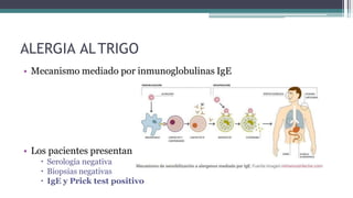 ALERGIA ALTRIGO
• Mecanismo mediado por inmunoglobulinas IgE
• Los pacientes presentan
 Serología negativa
 Biopsias negativas
 IgE y Prick test positivo
 