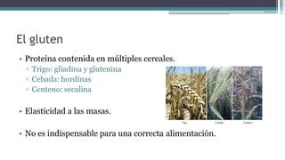 El gluten
• Proteína contenida en múltiples cereales.
▫ Trigo: gliadina y glutenina
▫ Cebada: hordinas
▫ Centeno: secalina
• Elasticidad a las masas.
• No es indispensable para una correcta alimentación.
 