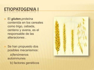 ETIOPATOGENIA I
   El gluten,proteína
    contenida en los cereales
    como trigo, cebada,
    centeno y avena, es el
    responsable de las
    alteraciones .

   Se han propuesto dos
    posibles mecanismos:
     a)fenómenos
    autoinmunes
     b) factores genéticos
 