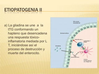ETIOPATOGENIA II


a) La gliadina se une a la
   tTG conformando un
   hapteno que desencadena
   una respuesta tóxico-
   inflamatoria mediada por L
   T, iniciándose así el
   proceso de destrucción y
   muerte del enterocito.
 