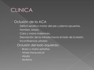 › Oclusión de la ACA
      Déficit sensitivo motor del pie y pierna opuestas.
      Hombro, brazo.
      Cara y mano indemnes.
      Desviación de la mirada hacia el lado de la lesión.
      Incontinencia urinaria
  Oclusión del lado izquierdo:
          Brazo o mano extraños
          Afasia transcorical
          Abulia
          Mutismo
 