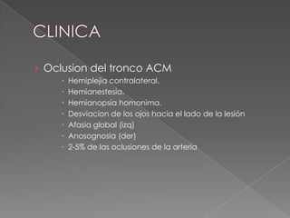 › Oclusion del tronco ACM
       Hemiplejia contralateral.
       Hemianestesia.
       Hemianopsia homonima.
       Desviacion de los ojos hacia el lado de la lesión
       Afasia global (izq)
       Anosognosia (der)
       2-5% de las oclusiones de la arteria
 